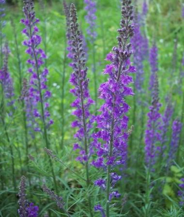 Billede af blomst